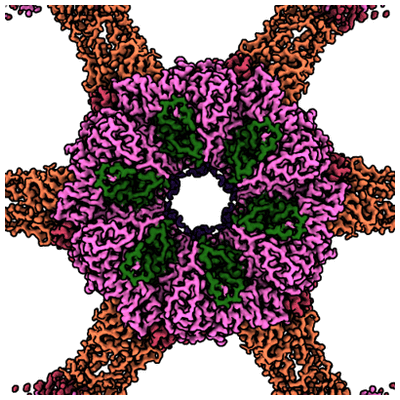 Interdigitated immunoglobulin arrays form the hyperstable surface